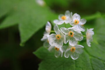 A Song For Diphylleia Grayi, a poem by Tsingtoh at Spillwords.com