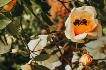 Bee In A Garden Of Roses, a poem by Thaddeus Hutyra at Spillwords.com