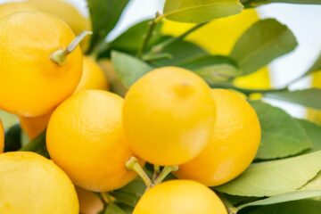 When Life Gives You Lemons, poetry by Elizabeth Sams at Spillwords.com