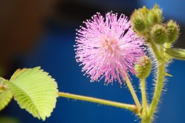 Mimosa Pudica, a poem by Miriam Devaprasana at Spillwords.com