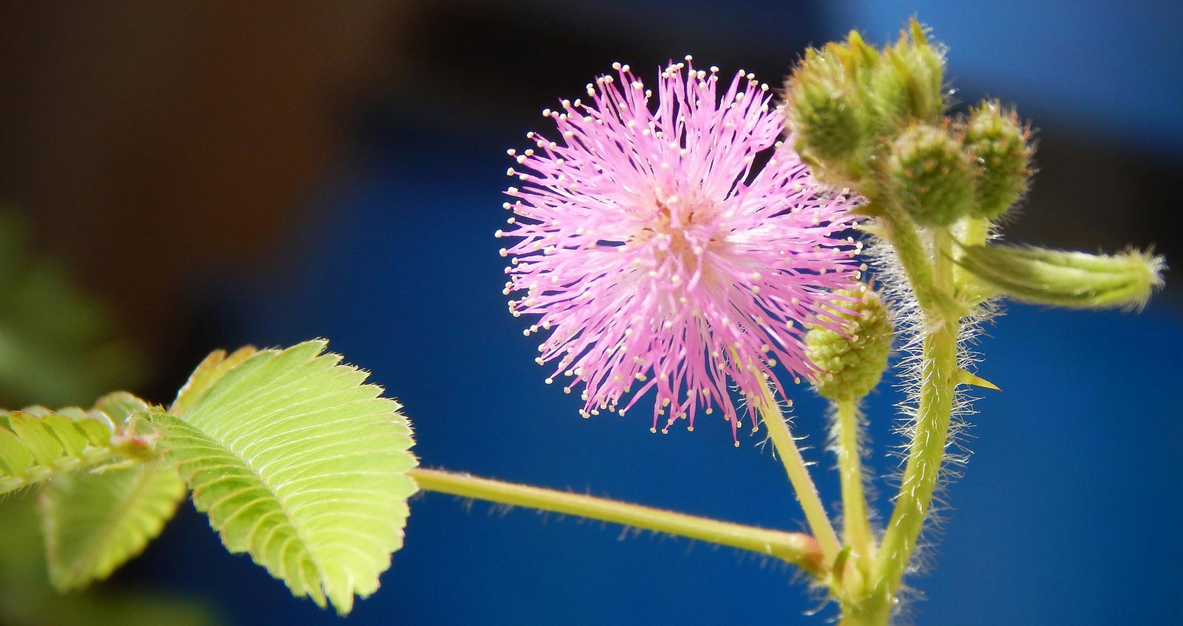 Mimosa Pudica, a poem by Miriam Devaprasana at Spillwords.com