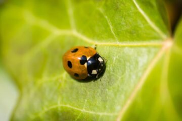Ladybird Life, poetry written by DJ Elton at Spillwords.com