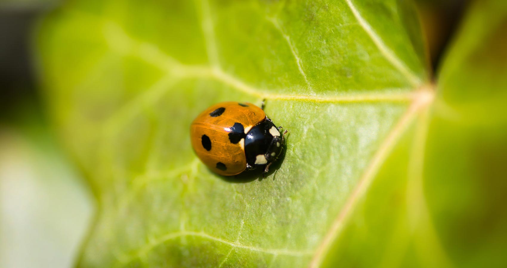 Ladybird Life, poetry written by DJ Elton at Spillwords.com
