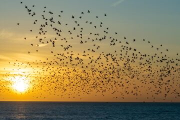 Murmuration, a poem by Paul Thwaites at Spillwords.com