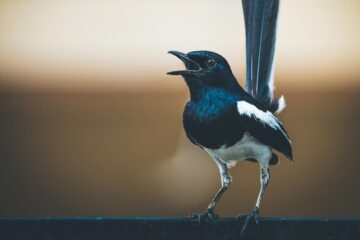 The Magpie, short story by Patrick McAteer at Spillwords.com