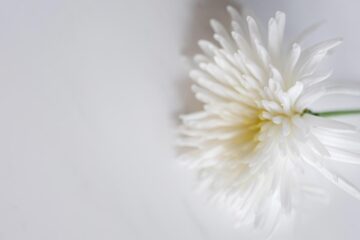 A Lone Chrysanthemum, poetry by Wayne Jermin at Spillwords.com