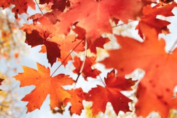Autumn Leaves, a poem by Srinidhi Jitesh Menon at Spillwords.com
