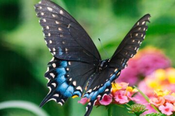 Black Butterfly, poetry by Lorna Jackie Wilson at Spillwords.com