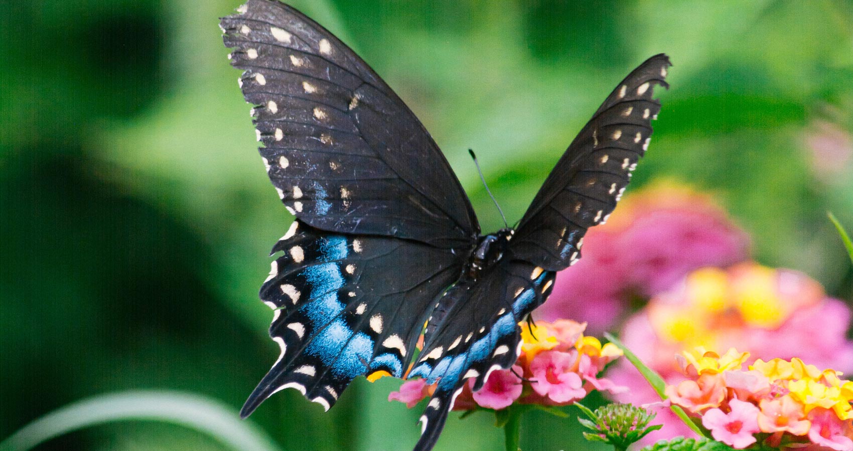 Black Butterfly, poetry by Lorna Jackie Wilson at Spillwords.com