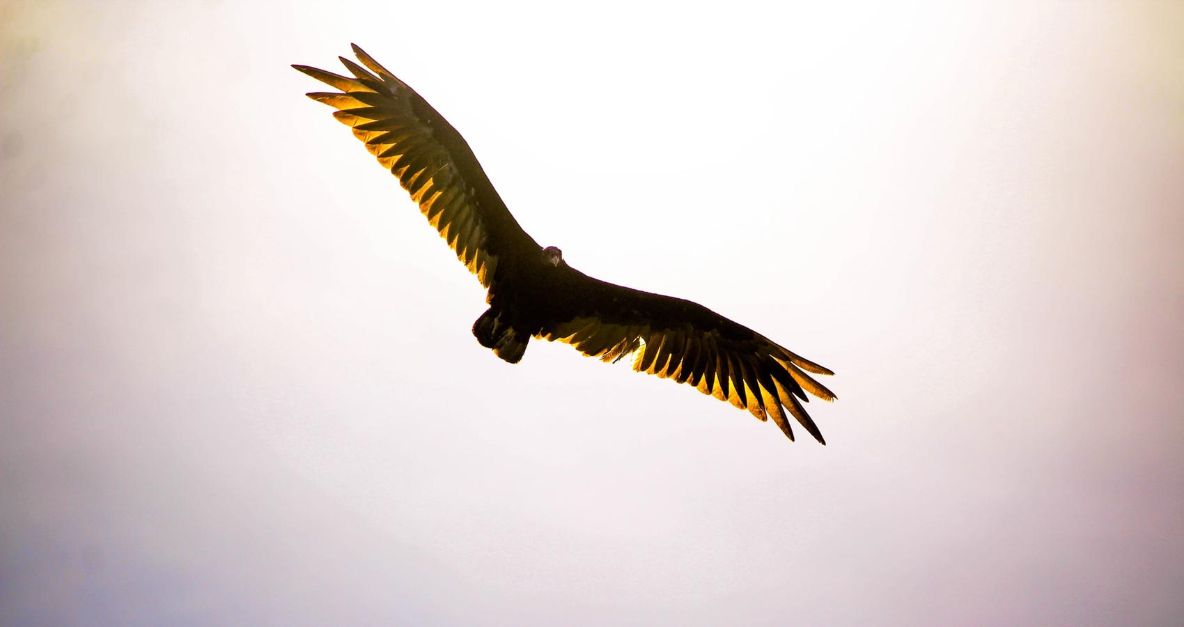 Calling All EAGLES, a poem by Fay Marmalich-Vietmeier at Spillwords.com