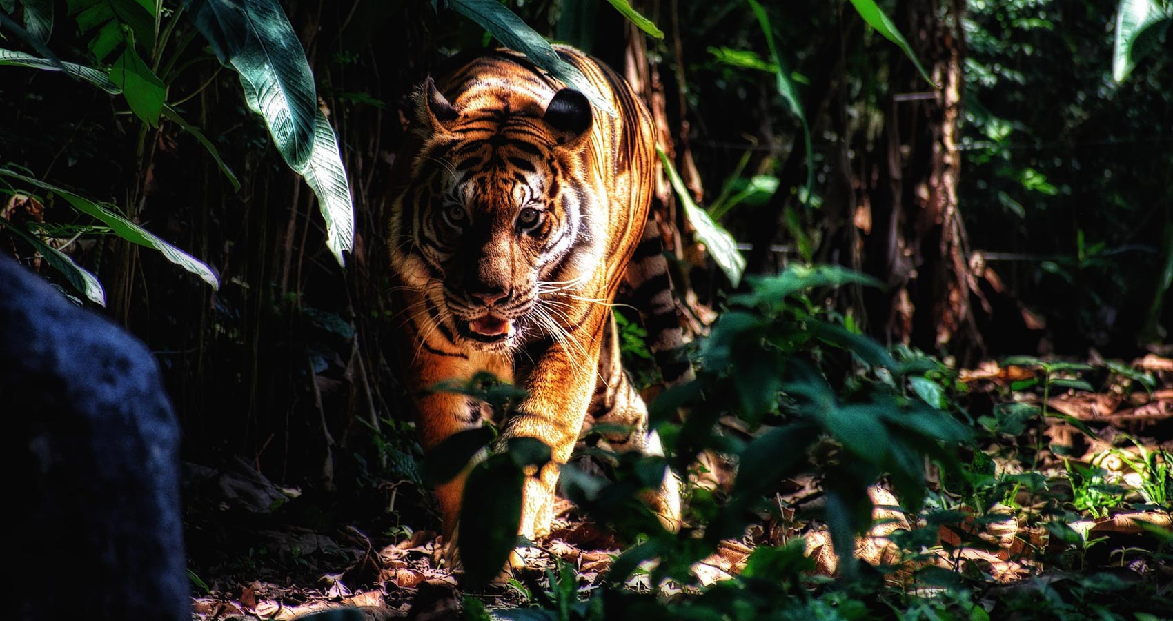 Earning Tigar, a poem by Gerry Stefanson at Spillwords.com