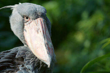 Encounter with a Shoebill, short story by Steve Carr at Spillwords.com