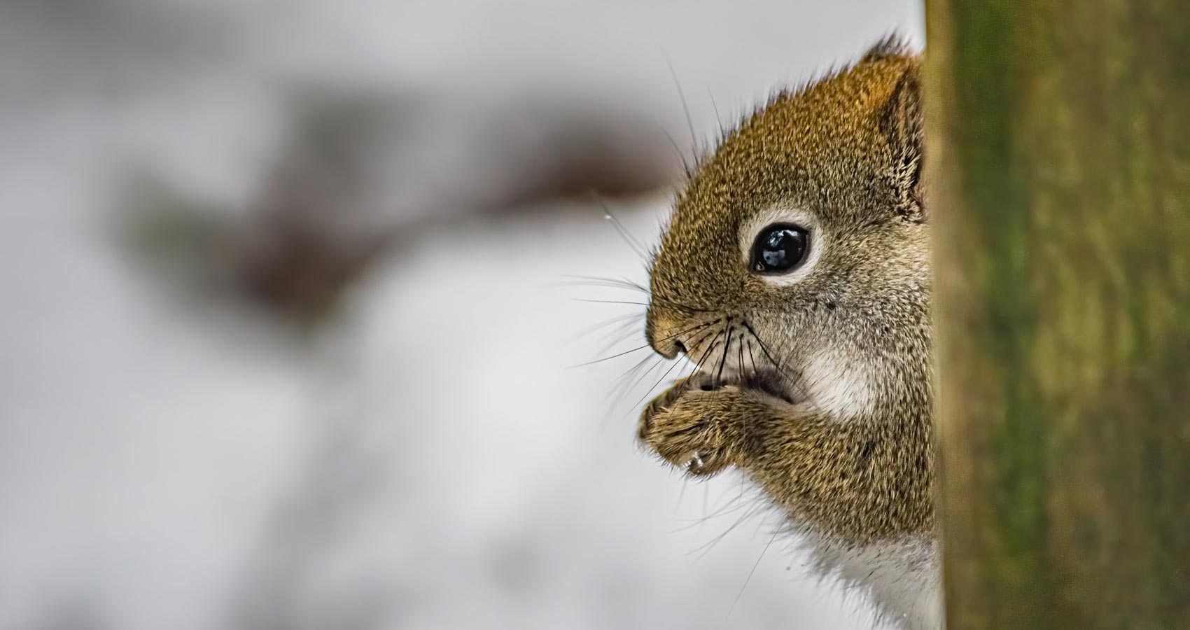 Lakeside Bird Feeder, Squirrels, a poem by D.R. James at Spillwords.com