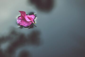 Petals in The Pool, a poem by Charlie Bottle at Spillwords.com