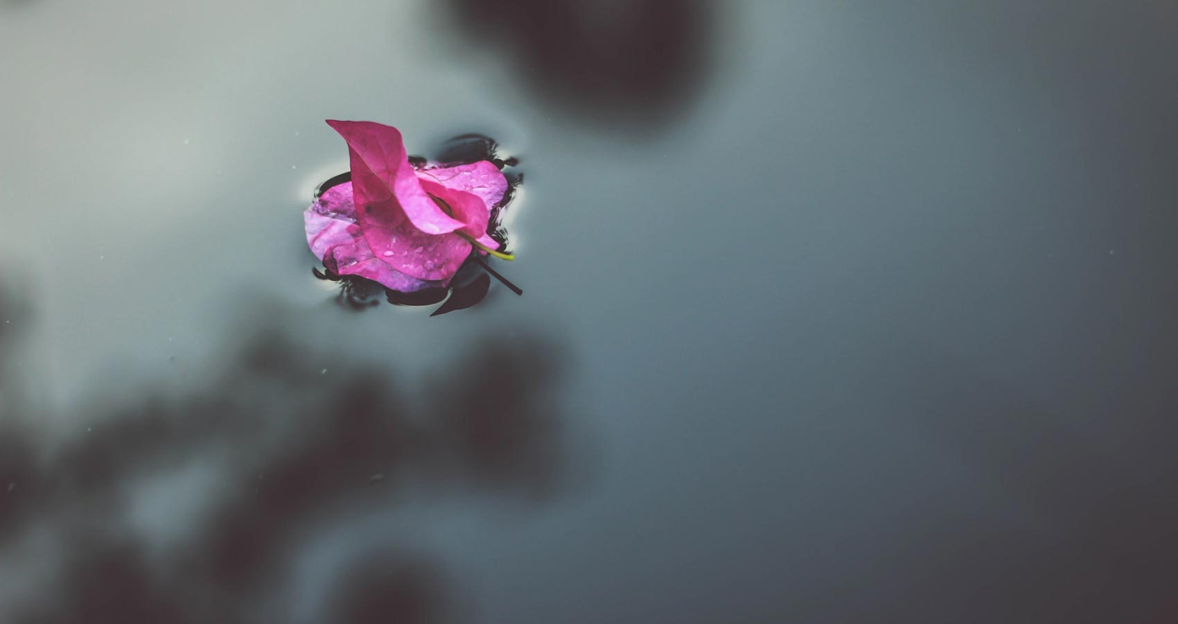 Petals in The Pool, a poem by Charlie Bottle at Spillwords.com