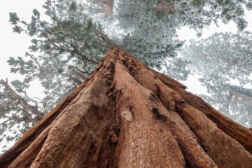 Sequoia, micropoetry written by Kevin Taylor at Spillwords.com
