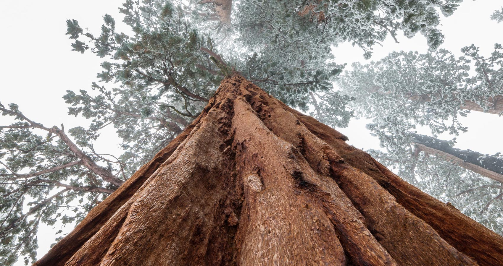 Sequoia, micropoetry written by Kevin Taylor at Spillwords.com