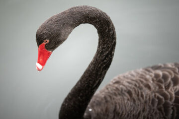 The Black Swan, a poem written by Elizabeth Barton at Spillwords.com