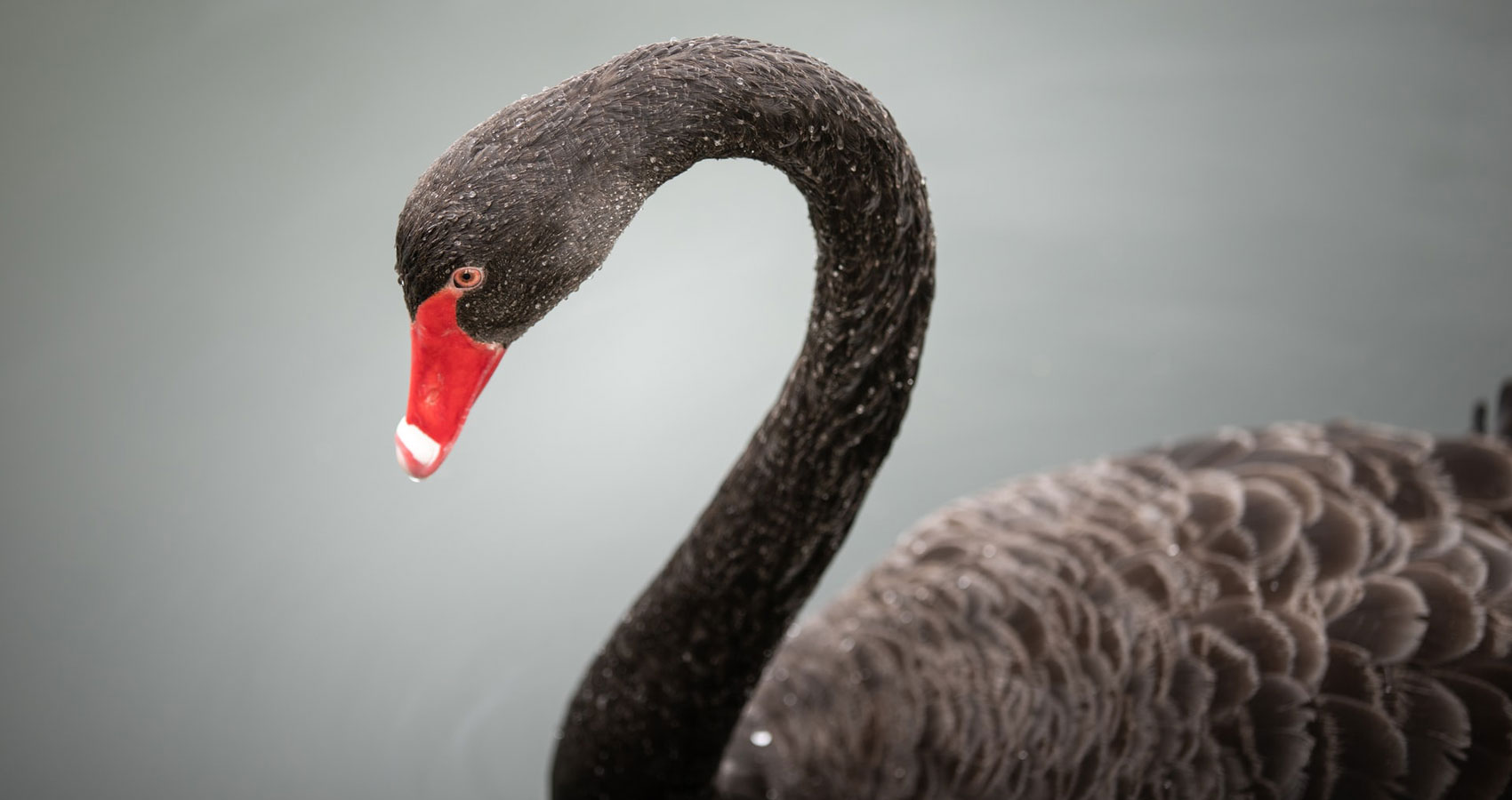 The Black Swan, a poem written by Elizabeth Barton at Spillwords.com