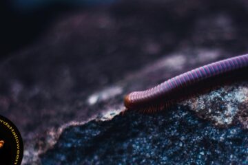 A Groveling of Worms, a poem by Melyssa G. Sprott at Spillwords.com