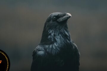 A Raven Recites Poe’s Words, poetry by Christina Ciufo at Spillwords.com