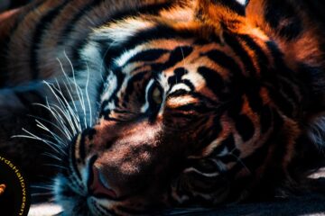 A Tiger In A Cage, poetry by Paula Puolakka at Spillwords.com