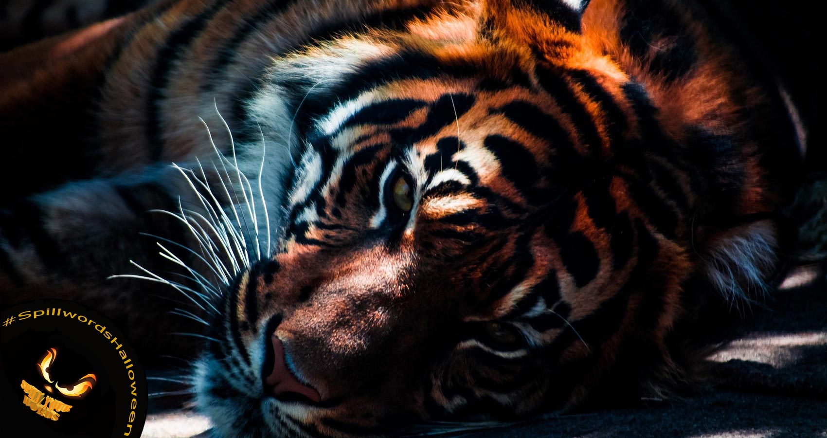 A Tiger In A Cage, poetry by Paula Puolakka at Spillwords.com