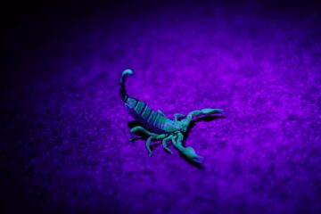 Night of The Scorpion, a poem by Nissim Ezekiel at Spillwords.com