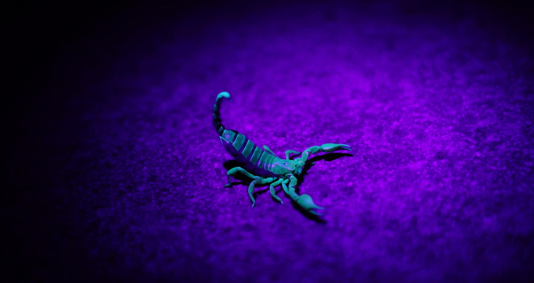 Night of The Scorpion, a poem by Nissim Ezekiel at Spillwords.com