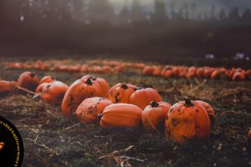 Pumpkins, poetry written by Paul Thwaites at Spillwords.com