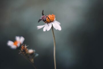 Telling The Bees, a short story by Lauren Evans at Spillwords.com