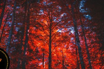 The Woods Are Alive With Blood, short story by Debbie Aruta at Spillwords.com