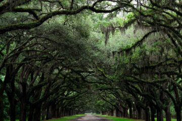 These Trees, poetry written by Roger Turner at Spillwords.com