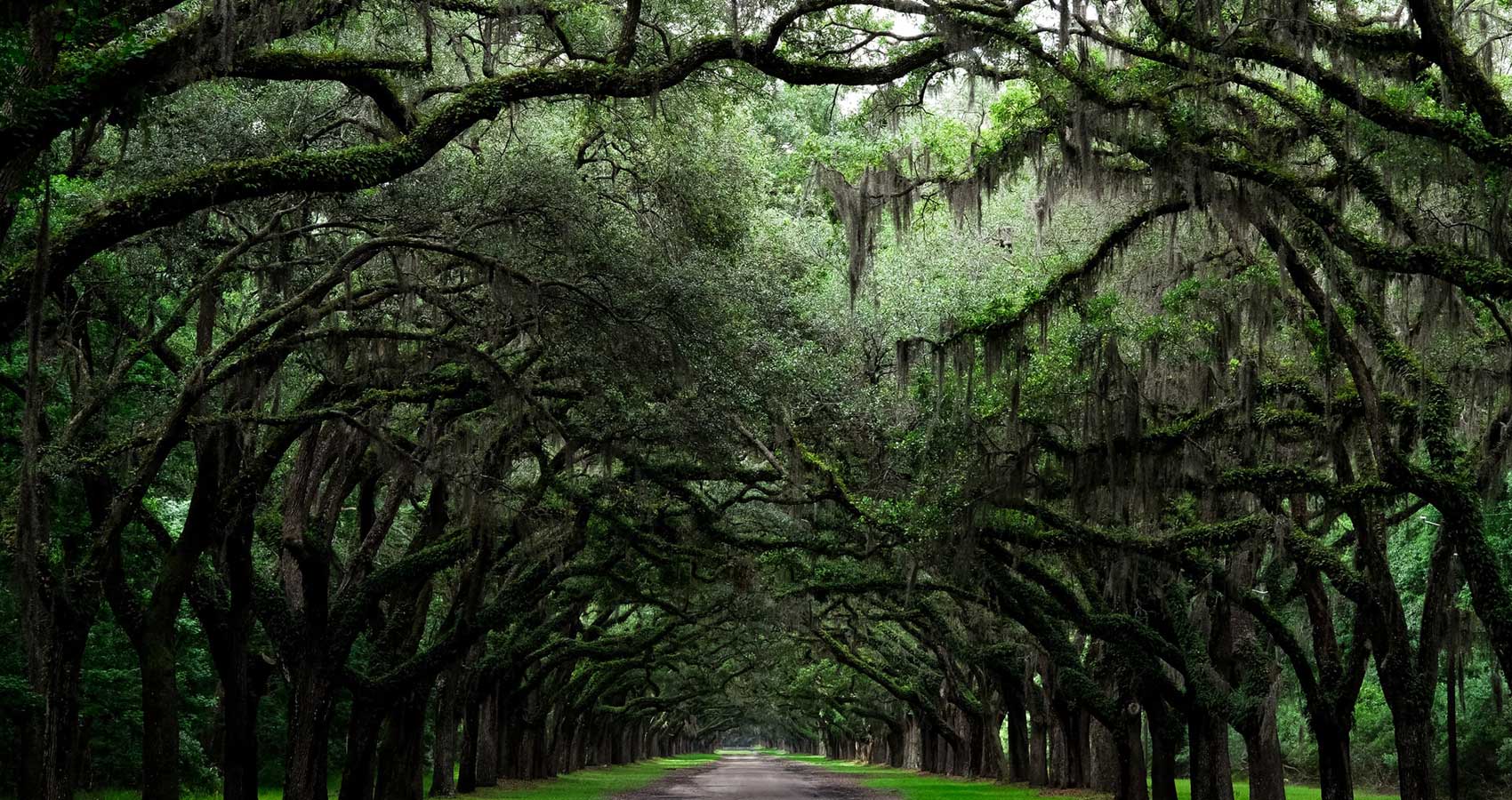 These trees