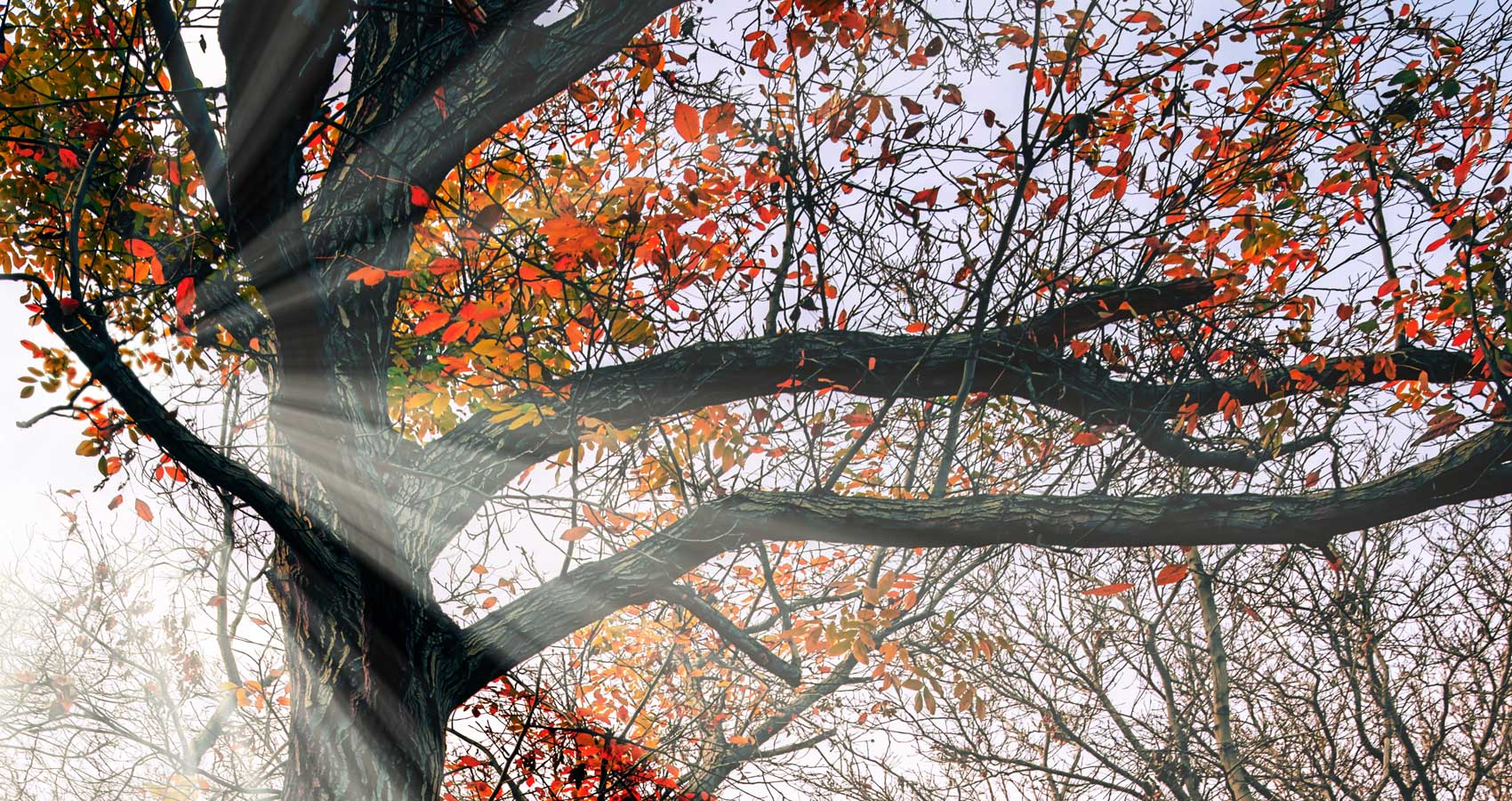 Autumn, a haiku written by Allison Xu at Spillwords.com