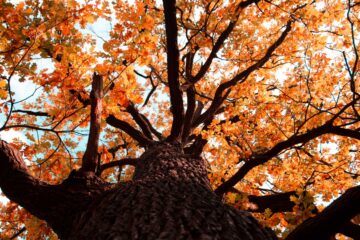 Oak Trees in October, a poem by Phillip Dodd at Spillwords.com