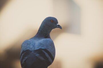 That Pigeon, micropoetry by Tamkot Bhagwan at Spillwords.com