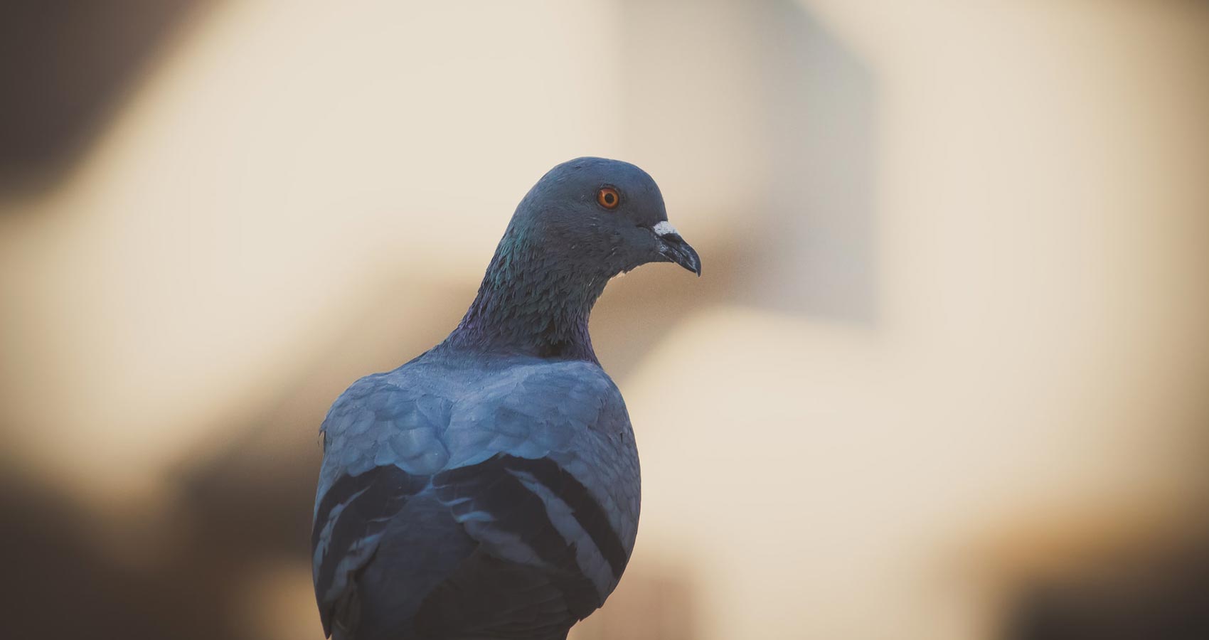 That Pigeon, micropoetry by Tamkot Bhagwan at Spillwords.com