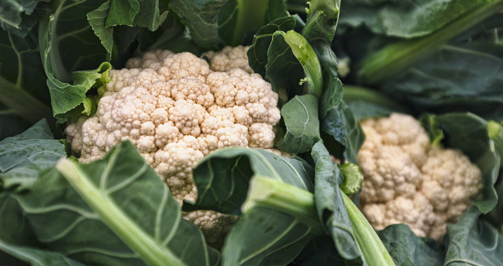 Cauliflower Patch, a poem by Clive Grewcock at Spillwords.com