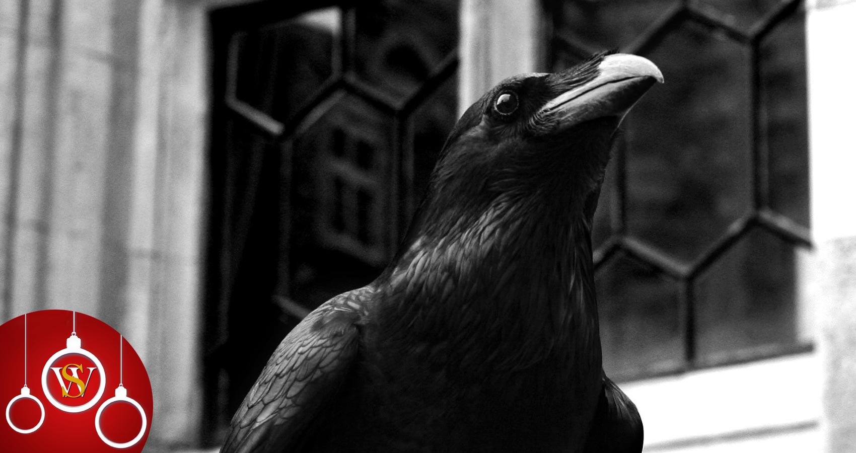 Christmas Crow, a poem written by Lynn White at Spillwords.com