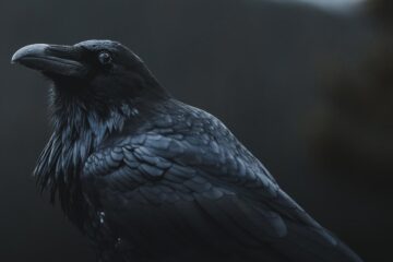 Shadow Crow, a short story by B. Jeyamohan at Spillwords.com
