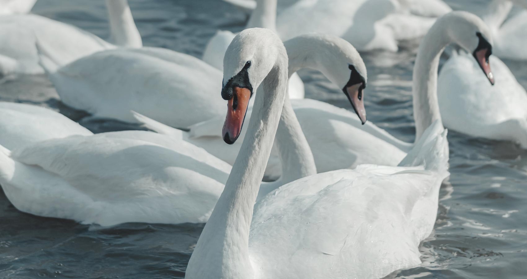 Come Dance With The Swans, a poem by Benedict Hurley at Spillwords.com