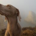 The Sonnet About My Hound, poetry by Paweł Markiewicz at Spillwords.com