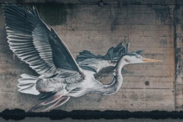 The Heron On The Weir, a poem by Alyson Faye at Spillwords.com