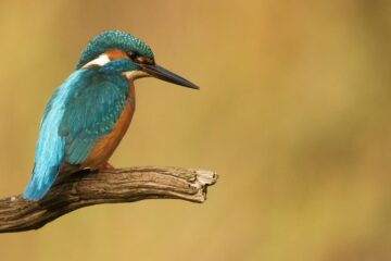 The Kingfisher, flash fiction by Jim Bates at Spillwords.com