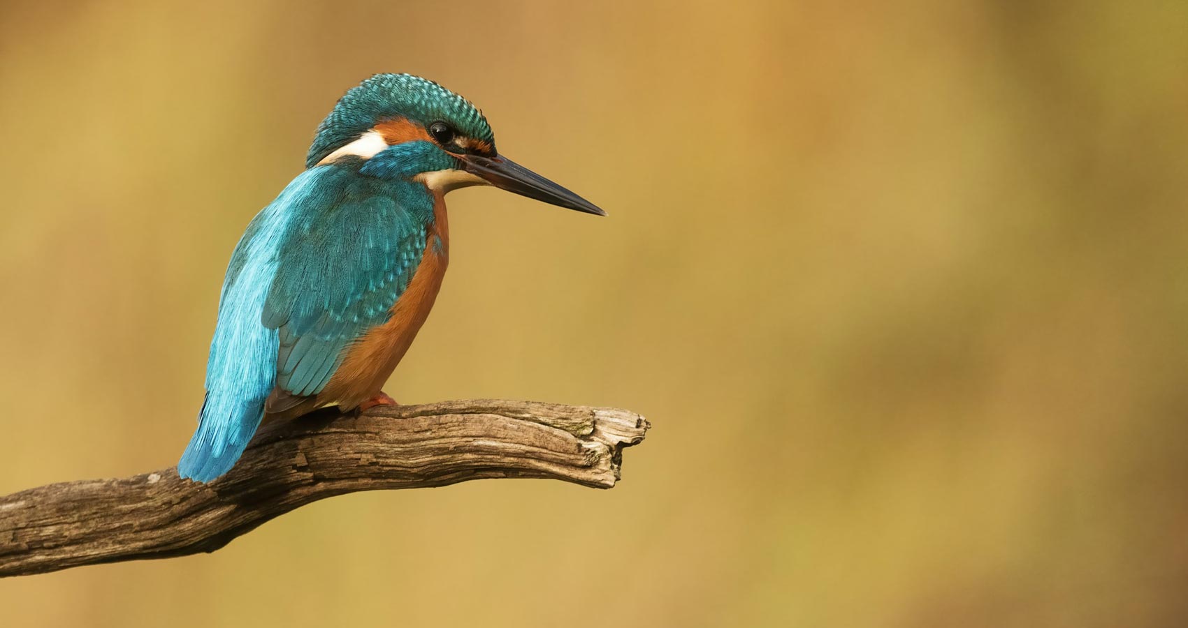 The Kingfisher, flash fiction by Jim Bates at Spillwords.com