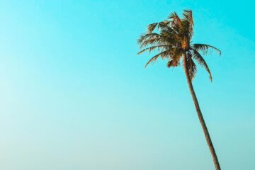 The Palm Tree, a poem by Chrystine Joy at Spillwords.com
