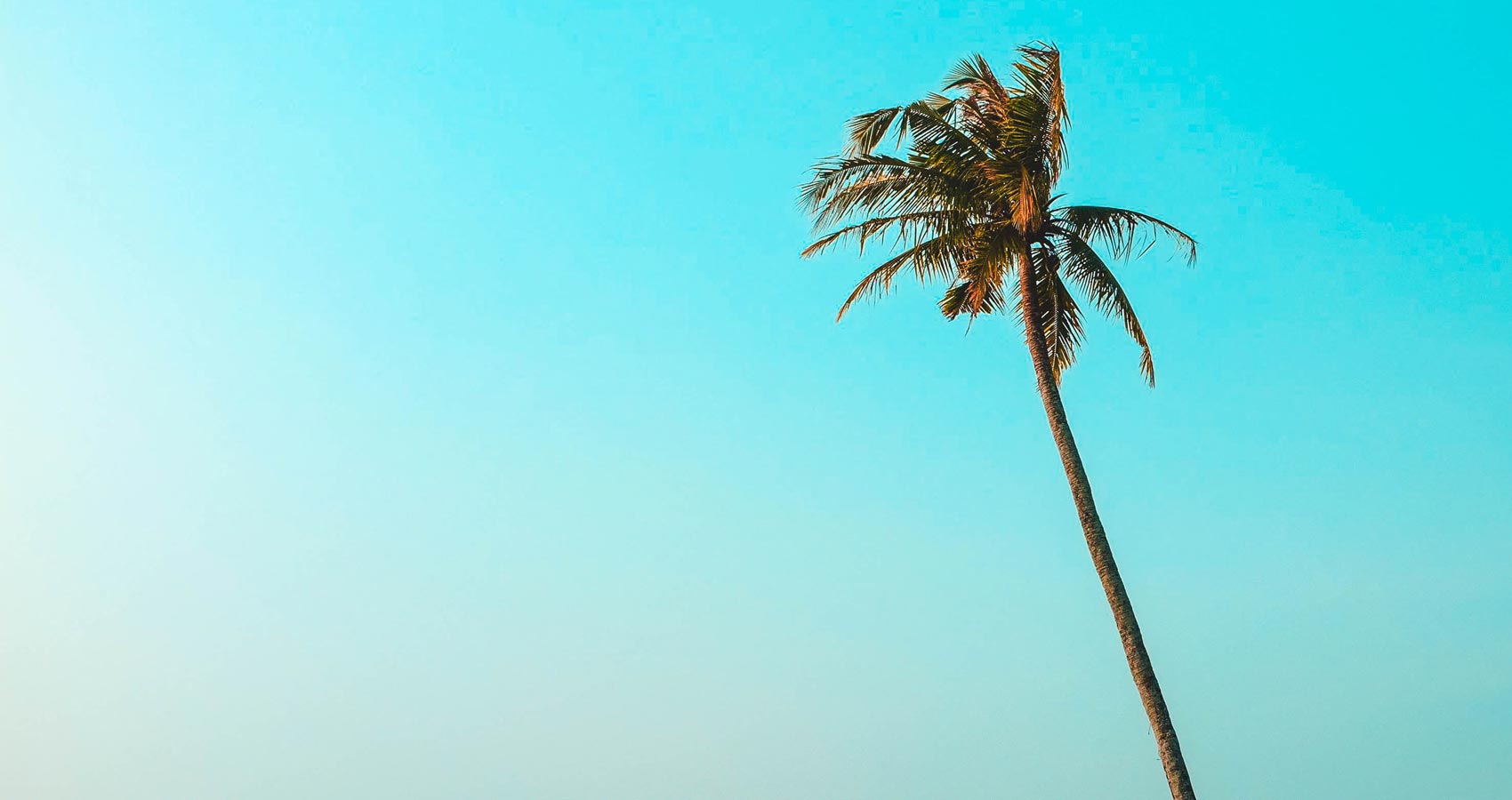 The Palm Tree, a poem by Chrystine Joy at Spillwords.com