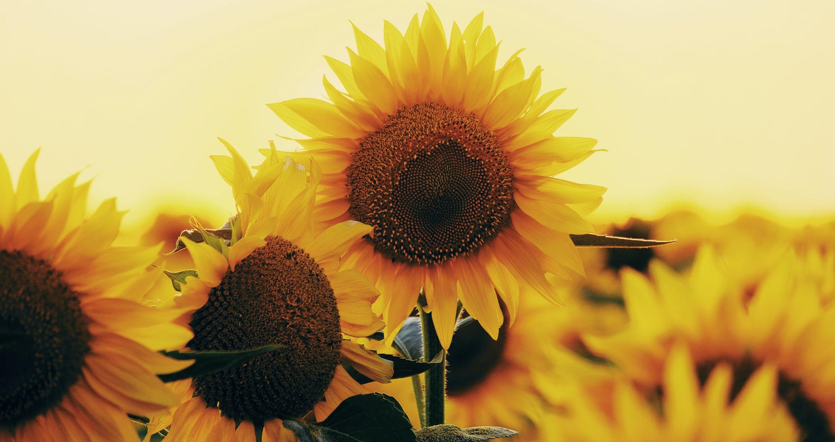May Sunflowers Always Grow, poem by Linda M. Crate at Spillwords.com