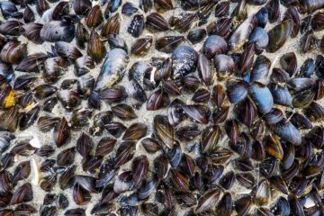 Pulling Mussels From A Shell, poetry at Spillwords.com